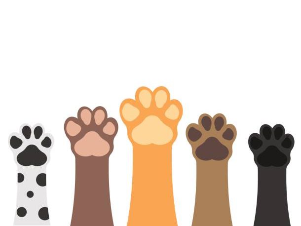 pattes de chats